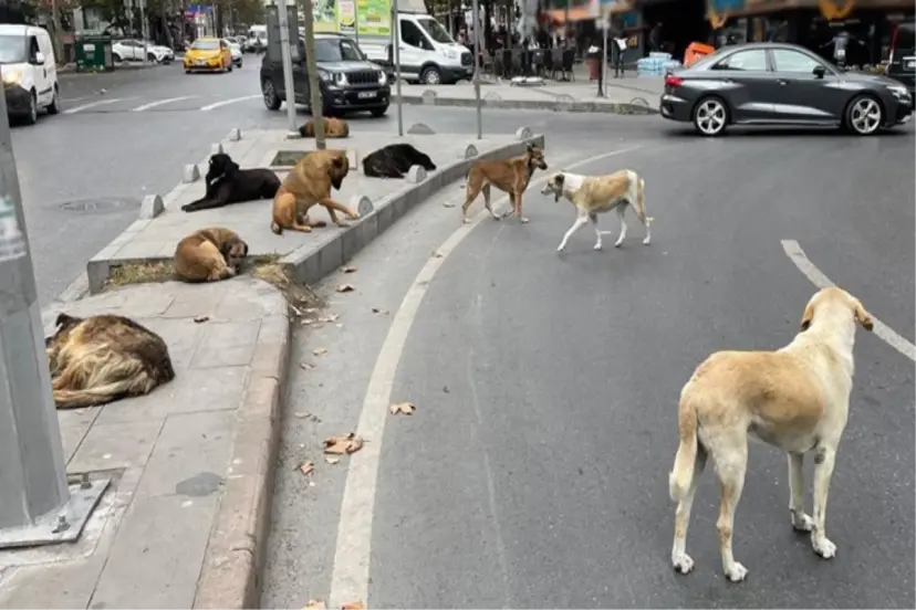 HAPİS VE PARA CEZALARI YOLDA