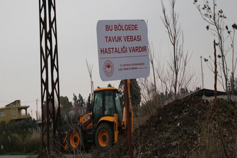 HATAY'DA KUŞ GRİBİ ALARMI