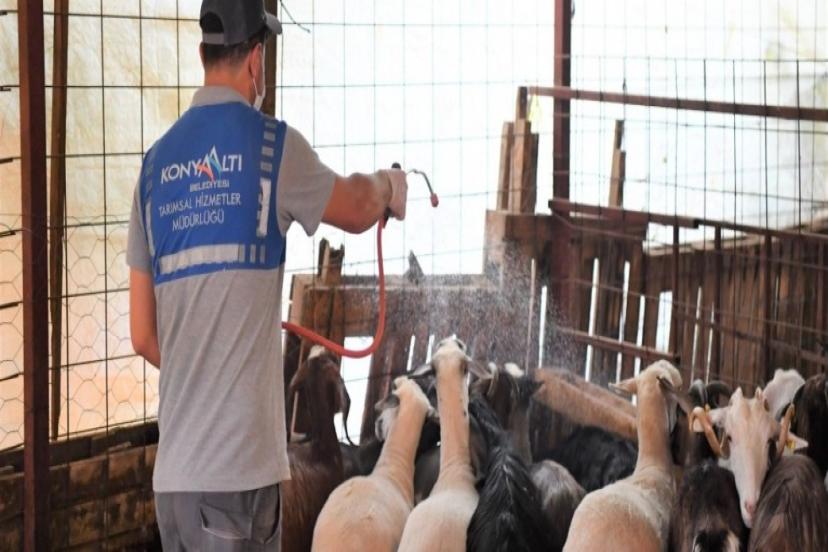 HAYVAN YETİŞTİRİCİLERİNE İLAÇLAMA DESTEĞİ