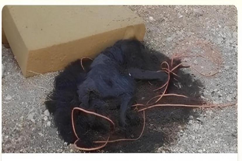 İDDİALAR ASILSIZ, GÖRÜNTÜLER YANILTICI