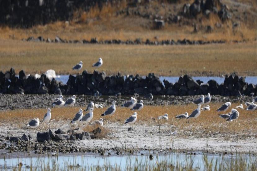 IĞDIR KITALAR ARASI GÖÇEN KUŞLARI AĞIRLIYOR