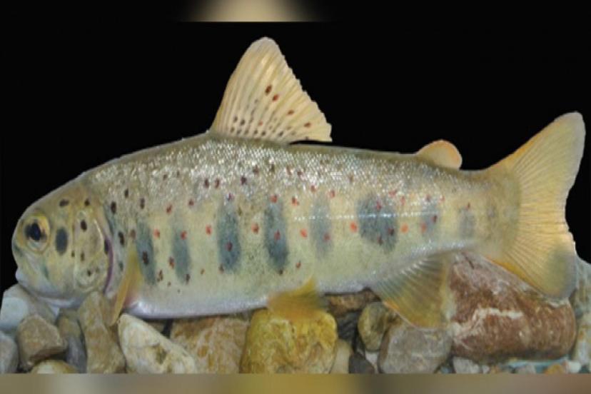 ISPARTA'DA YENİ ALABALIK TÜRÜ KEŞFEDİLDİ 