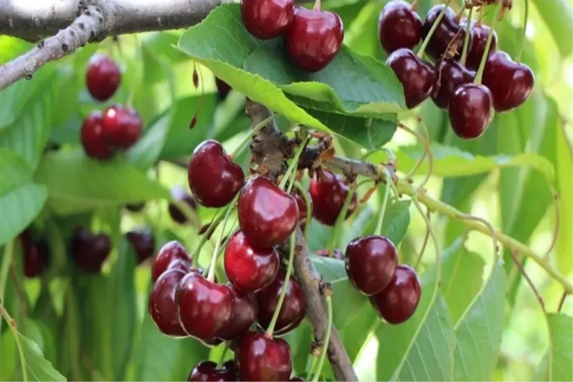 İYİ ELMANIN OLDUĞU YERDE İYİ KİRAZ DA OLUR