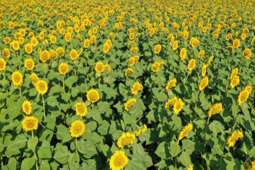 KARADENİZBİRLİK AYÇİÇEĞİÖN ALIM FİYATINI AÇIKLADI 