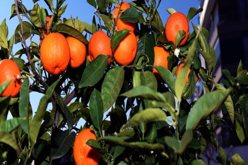 KARDEŞ KENTE TURUNÇ VE KAMKAT FİDANI