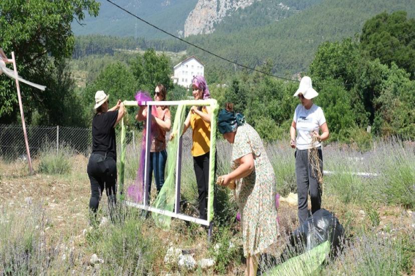 KEMER’DE LAVANTA TANITIM ETKİNLİKLERİ