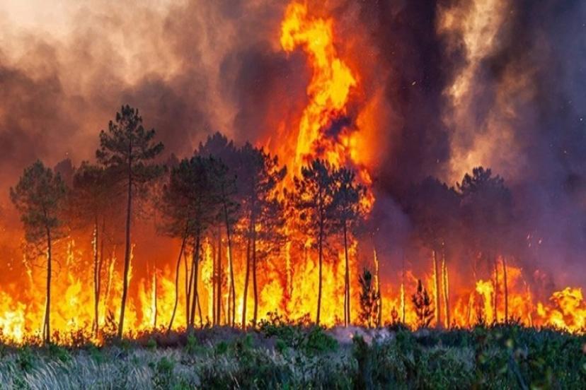 MANAVGAT'TA ORMAN YANGINI