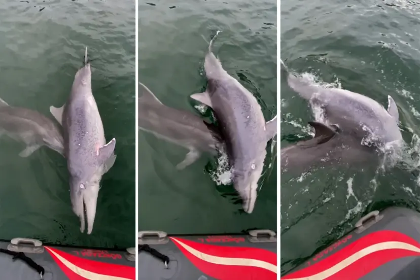 ÖLEN YUNUS İÇİN YAPTIĞI HAREKET BİLİMSEL MAKALEYE KONU OLDU