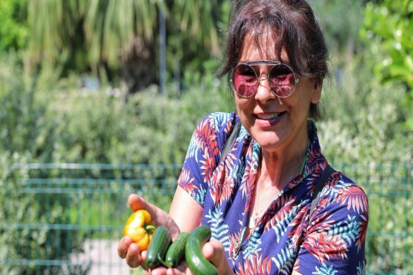 ŞEHİR BOSTANLIKLARINDA İLK HASAT HEYECANI