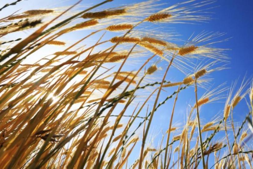 TARIMSAL ÜRETİMDE YAPAY ZEKA DESTEĞİ ARTITILACAK