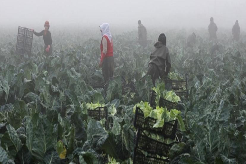 TARSİM'DEN ÜRETİCİYE 7,3 MİLYAR LİRALIK HASAR DESTEĞİ