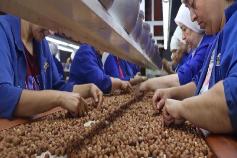 TMO FINDIK ALIMLARINA BAŞLADI