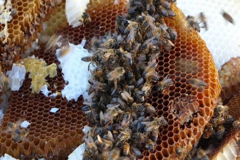 TÜRK BALI SINIR TANIMIYOR: 46 ÜLKEYE İHRACAT YAPILDI