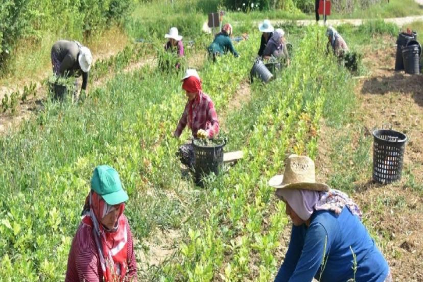 TÜRKİYE'NİN TARIM ENVANTERİ ÇIKARILIYOR