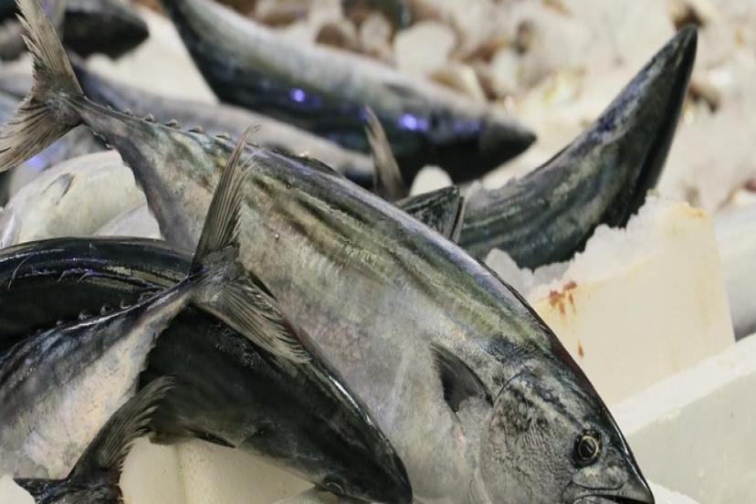 TÜRKİYE PALAMUT BOLLUĞU YAŞIYOR