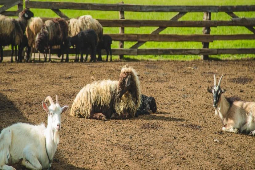 TÜTÜNCÜ’DEN BESİCİLERE DESTEK ÜSTÜNE DESTEK 