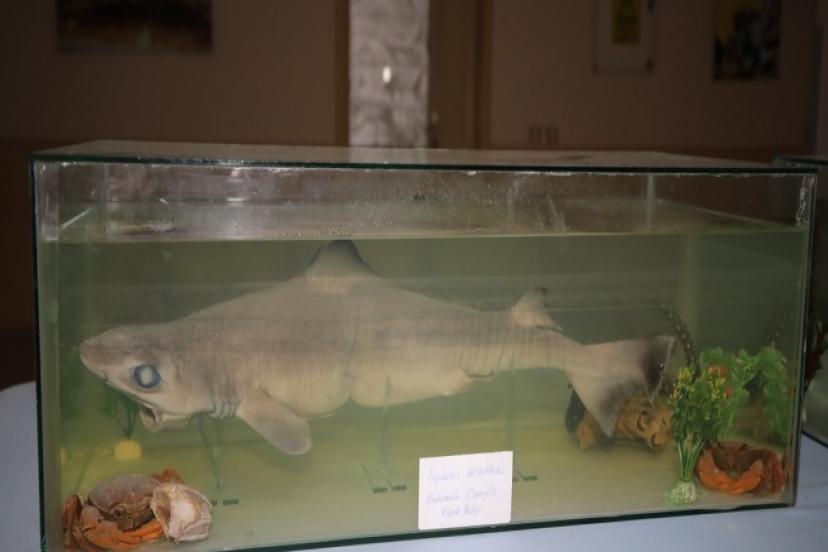 VAHŞİ DOĞANIN NADİR TÜRLERİ AKDENİZ’DE SERGİLENİYOR 