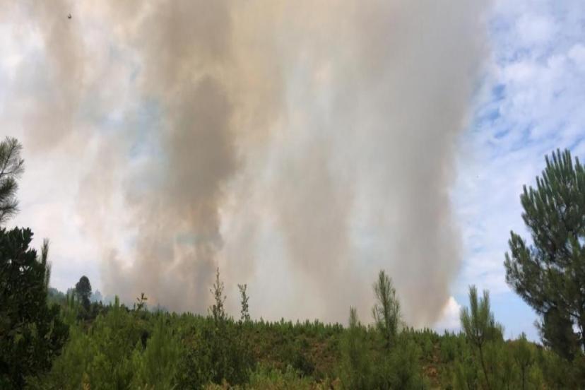 YALOVA'DA ORMANLIK ALANDA YANGIN 