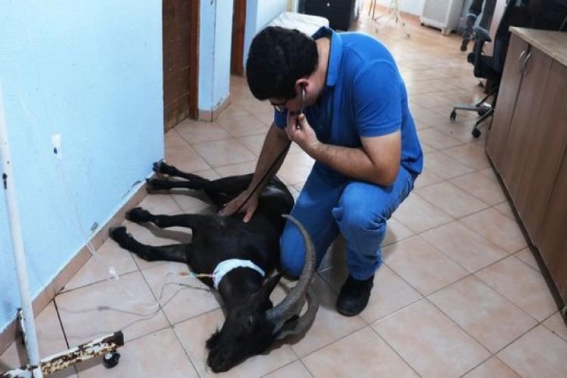 YARALI DAĞ KEÇİSİ TEDAVİYE ALINDI 