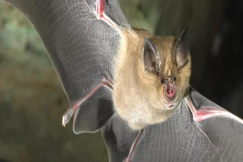 YARASALARDA YENİ KORONAVİRÜS KEŞFEDİLDİ