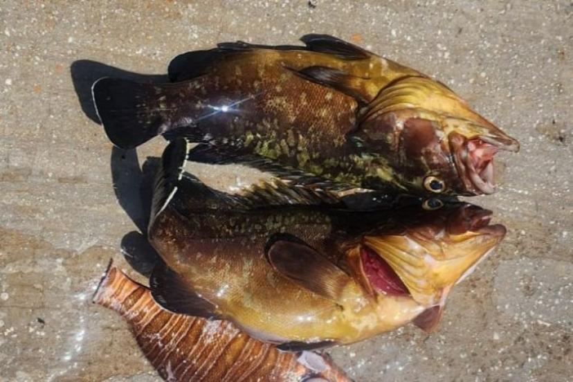 YASAK BALIK AVCILARINA CEZA YAĞDI