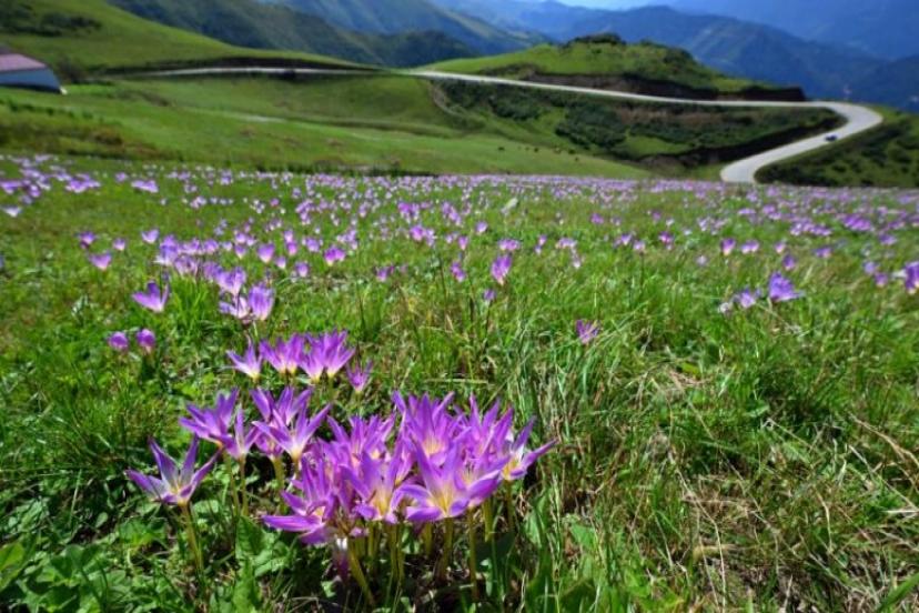 YAYLADAN DÖNÜŞÜN HABERCİSİ ÇİÇEKLER AÇTI