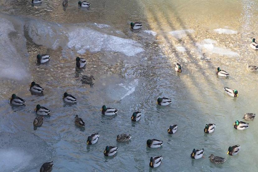 YEŞİLBAŞ ÖRDEKLER ÇORUH NEHRİ'Nİ MESKEN TUTTU