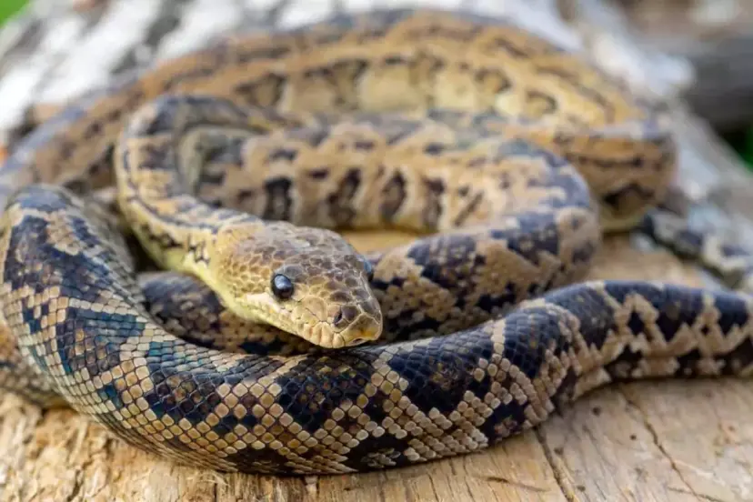 YILAN KALINTISI NEDENİYLE ÖĞRENCİLER ZEHİRLENDİ