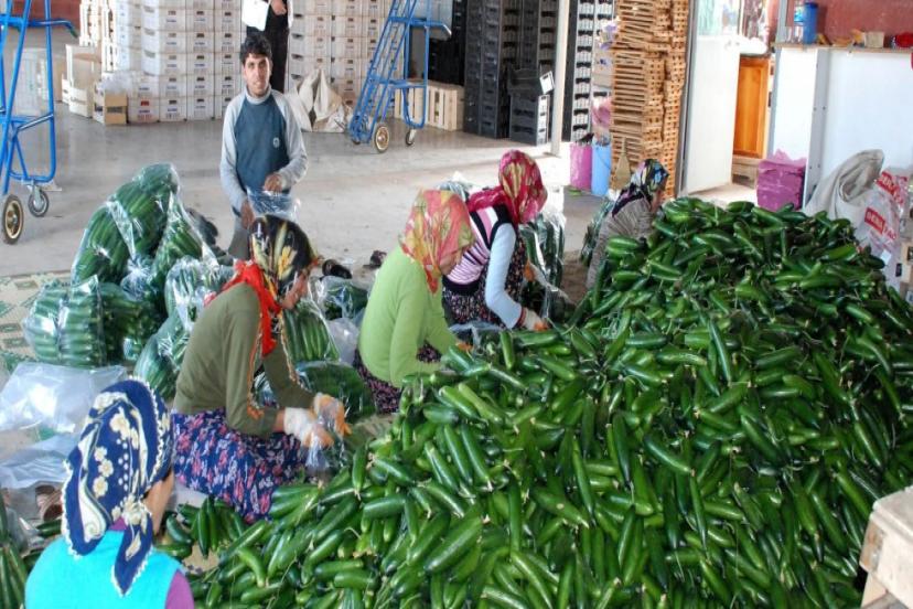 YÜKSEK VERGİLER İHRACATI VURDU