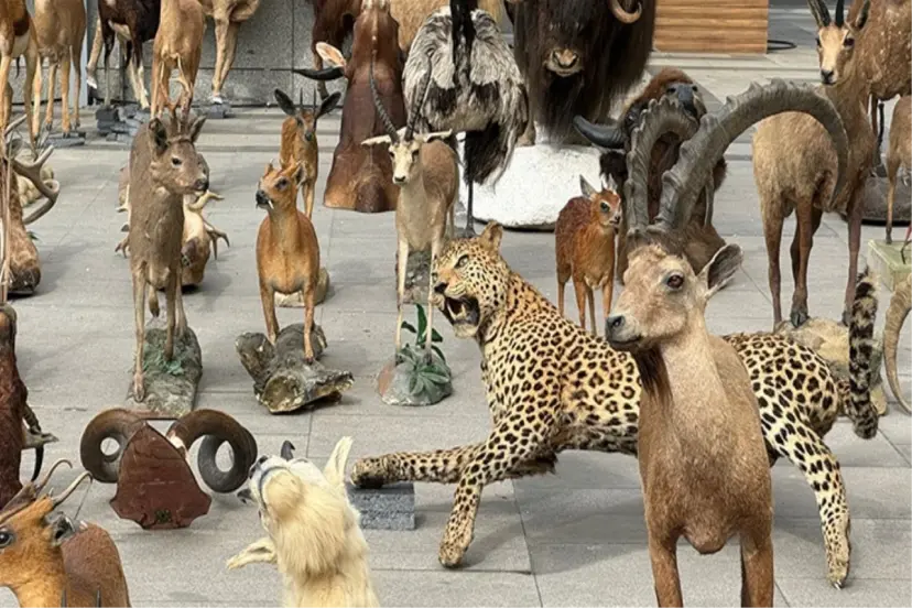 YÜZLERCE DOLGU HAYVANI BULUNDU