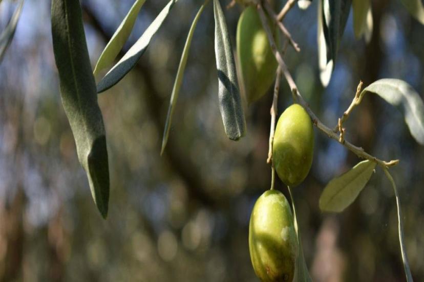 ZEYTİNDE ALANYA’DA REKOLTE YÜZDE 40 DÜŞTÜ